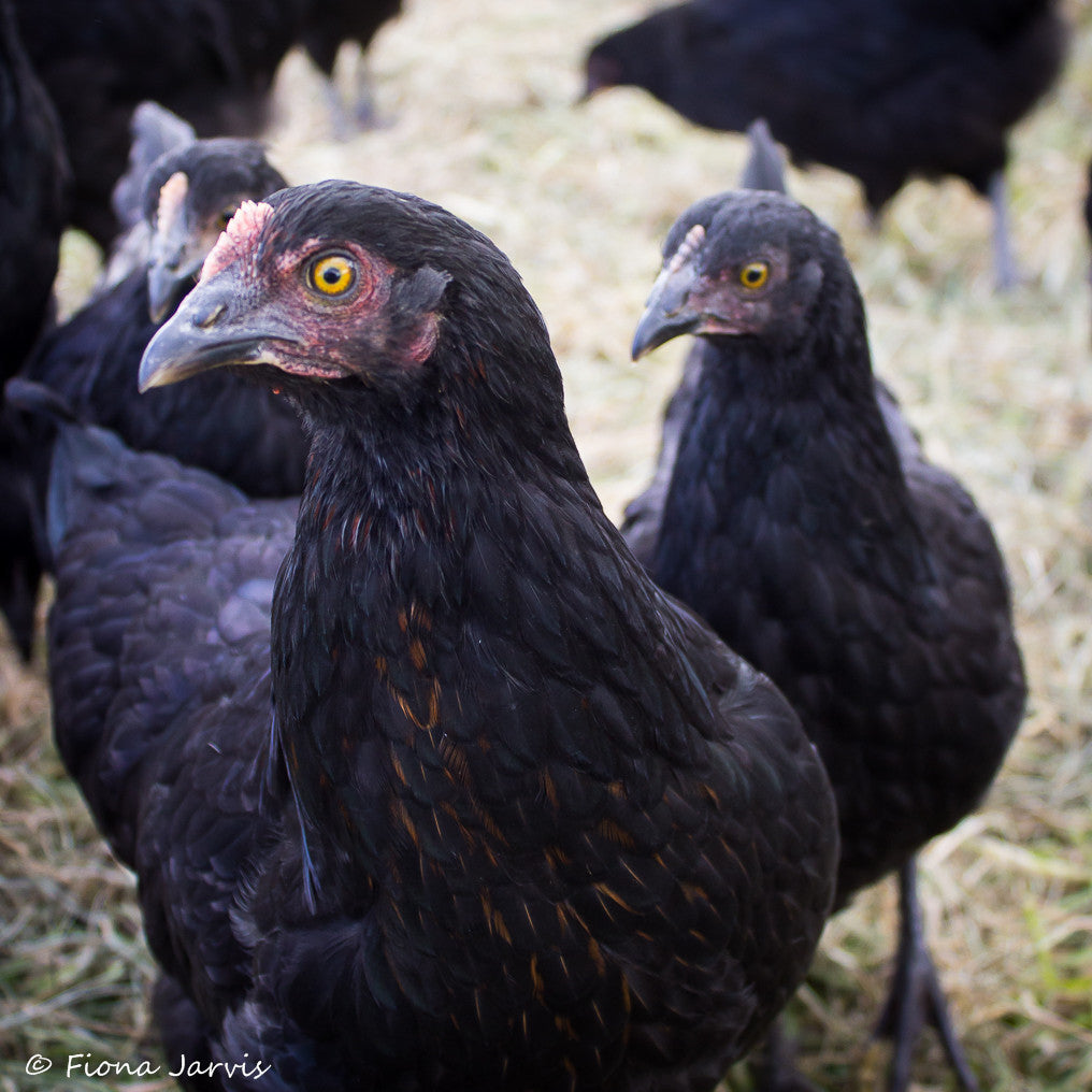 Free Range Organic Pullet Eggs now available