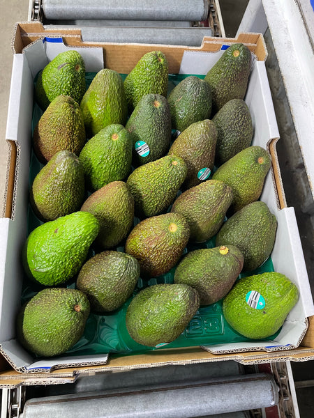 5.5kg Tray Certified Organic Avocado Grade 1