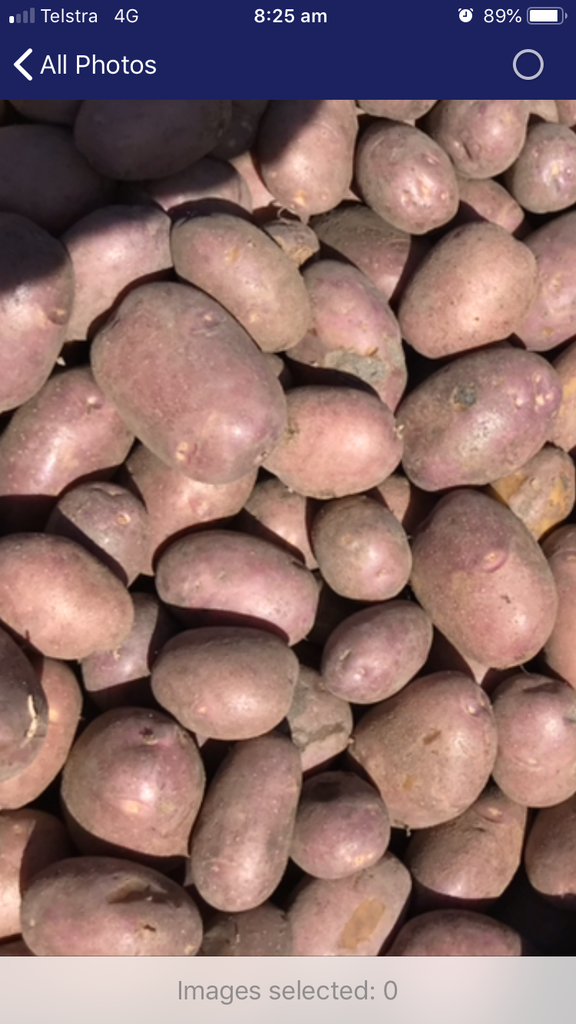15kg Box Certified Organic Potatoes Mondial Grade 1