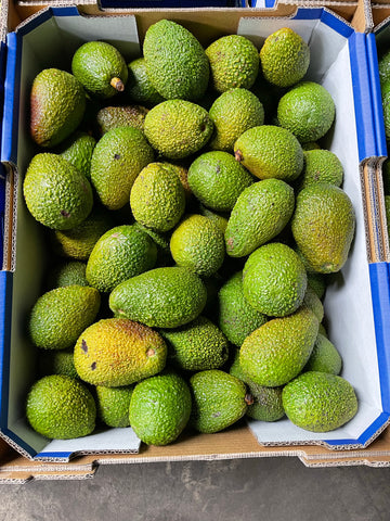 12kg Carton  Avocado Certified Organic In Conversion  - Grade 2