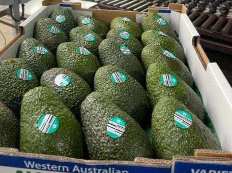 5.5kg Tray Avocado Certified Organic In Conversion