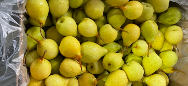 12kg BOX Organic 'Ya' Pears
