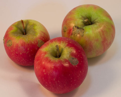 12kg BOX Organic 'Sundowner' Apples Grade 2