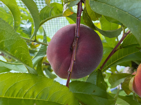 Small Peaches 12kg